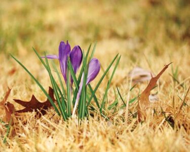 Family Heirlooms: Crocuses, Violets, Camilla, and Lemon Trees Image